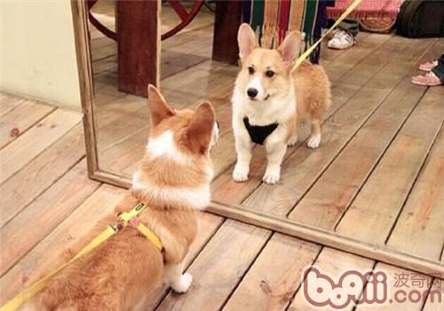 威爾士柯基犬