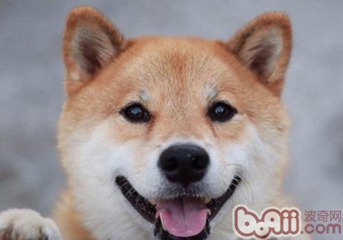 柴犬