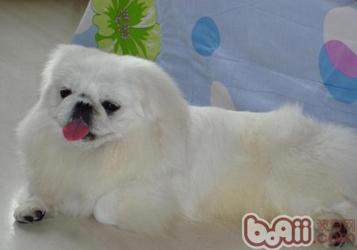 京巴犬