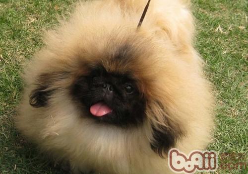 北京犬