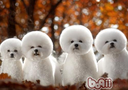 比熊犬