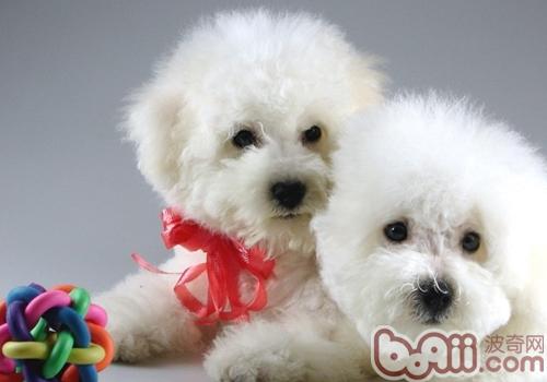 比熊犬