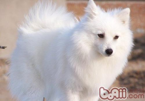 日本尖嘴犬