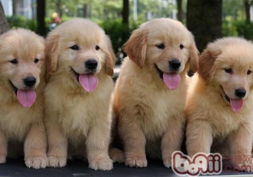 金毛犬