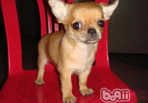 吉娃娃犬
