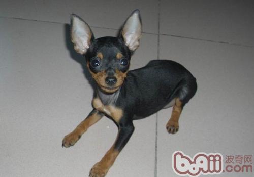 小鹿犬