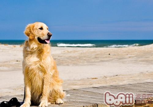 金毛犬
