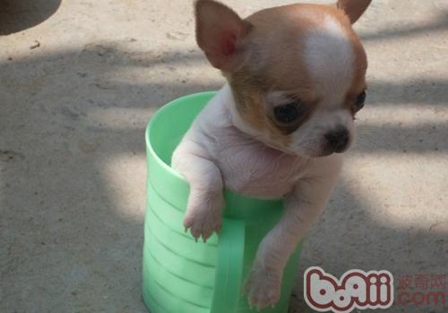 吉娃娃犬