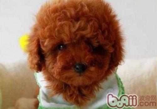 泰迪犬