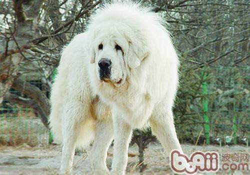 藏獒