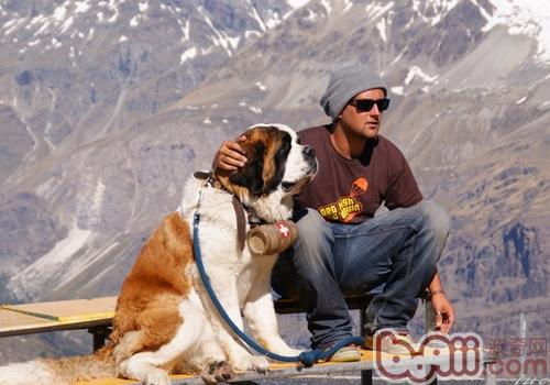 聖伯納犬