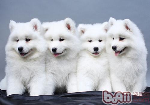 薩摩耶犬