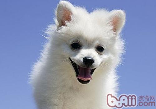 日本狐狸犬