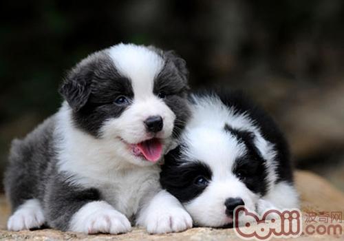 邊境牧羊犬