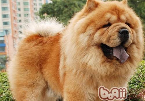 松獅犬