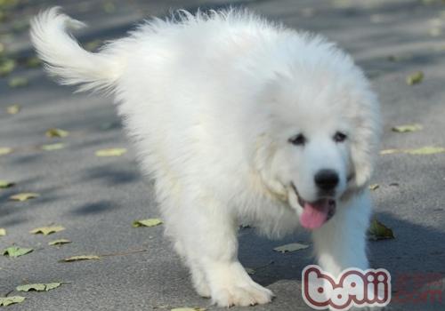 大白熊犬