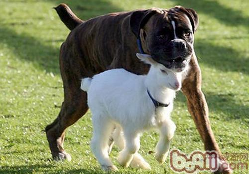 拳師犬