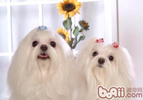 馬爾濟斯犬