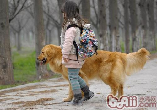 金毛犬