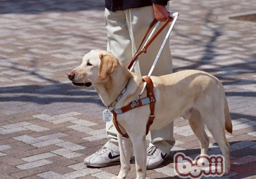 拉布拉多犬