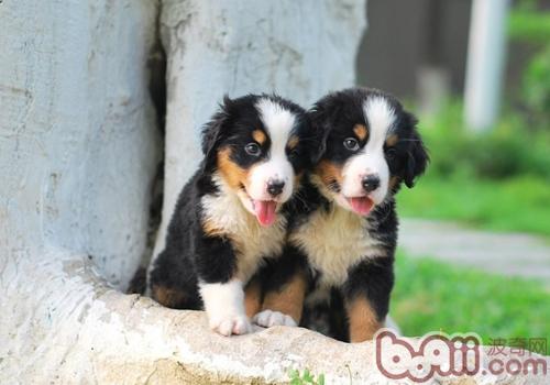 伯恩山犬