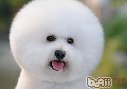 比熊犬