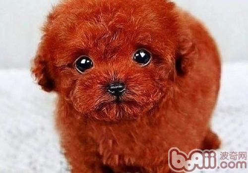 泰迪犬