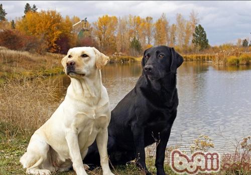 拉布拉多犬