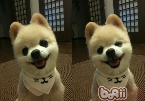 俊介犬