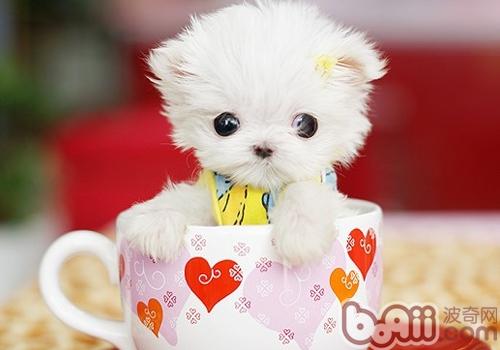 茶杯犬