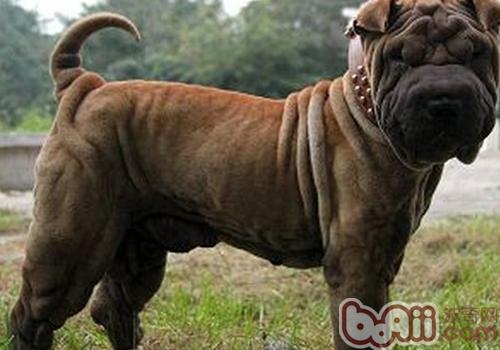 沙皮犬