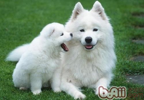 薩摩耶犬