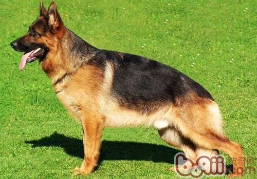 德國牧羊犬