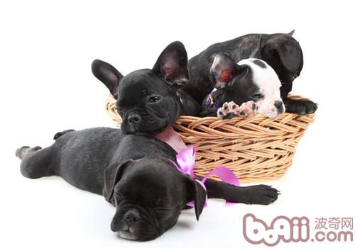法國斗牛犬