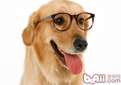 金毛犬