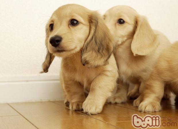 金毛巡回獵犬