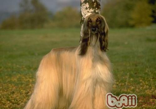 阿富汗獵犬
