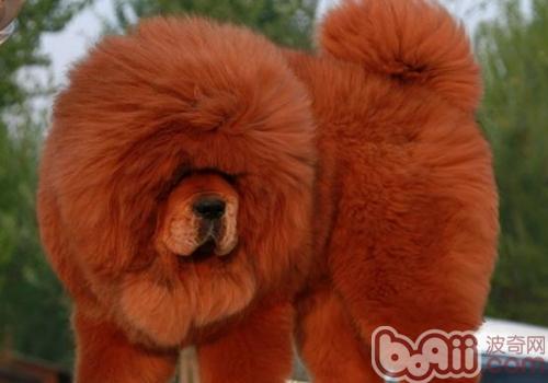 藏獒犬