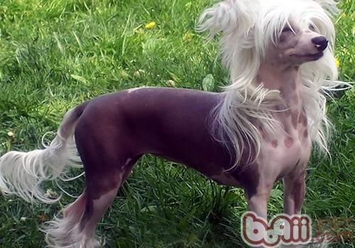 中國冠毛犬