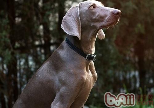威瑪獵犬