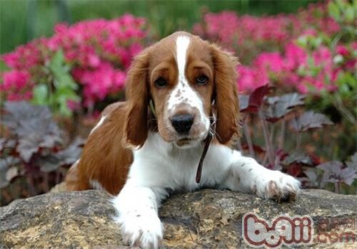 威爾士史賓格犬