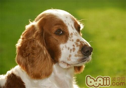 威爾士史賓格犬