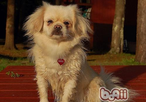 西藏獵犬