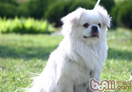 西藏獵犬