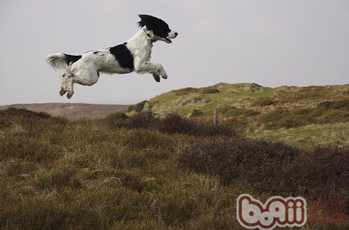 英國史賓格獵犬