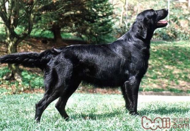 平毛尋回獵犬