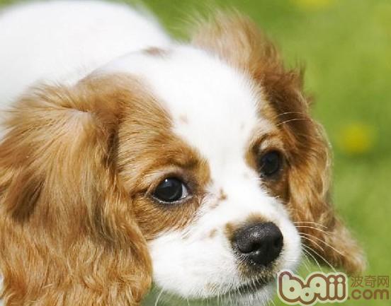 查理士王小獵犬