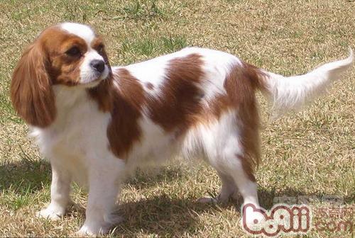 查理士王小獵犬