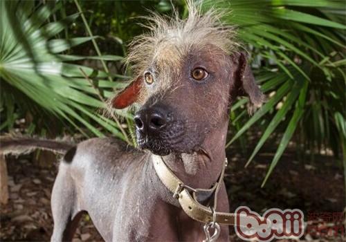 墨西哥無毛犬