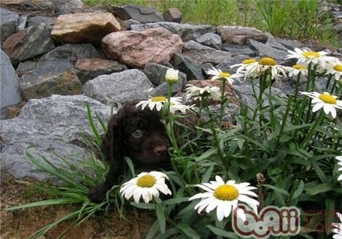 美國水獵犬